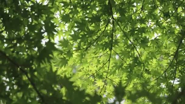 Peaceful Japanese Maples Blowing Wind Early Summer Background — Video Stock