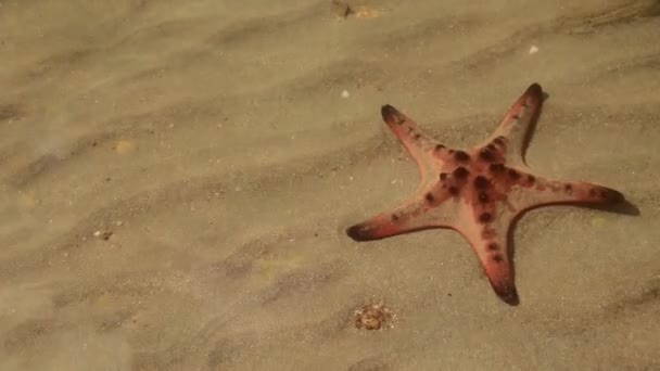 夏の晴れた日に浅い海水中のプロトレスターのノドスまたは角のある海の星の終わり スローモーションで撮影 — ストック動画