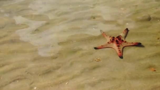 Protoreaster Nodosus Commonly Known Horned Sea Star Chocolate Chip Sea — Wideo stockowe