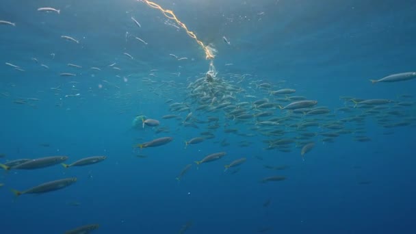 大白鲨接近鱼饵 在墨西哥瓜达卢佩岛潜水时走近鱼群并游过 慢动作射击 — 图库视频影像
