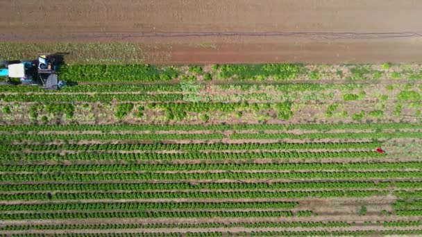 Cabbage Field Sdot Negev Israel — Wideo stockowe