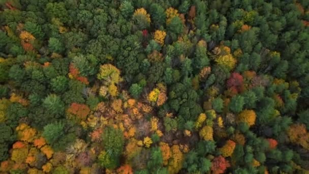 Bosque Colorido Colores Vivos Del Follaje Del Otoño Vista Aérea — Vídeo de stock