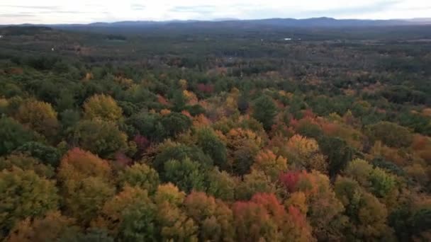 Aerial View Forest Fall Colors Vivid Autumn Landscape Countryside Colorado — 图库视频影像