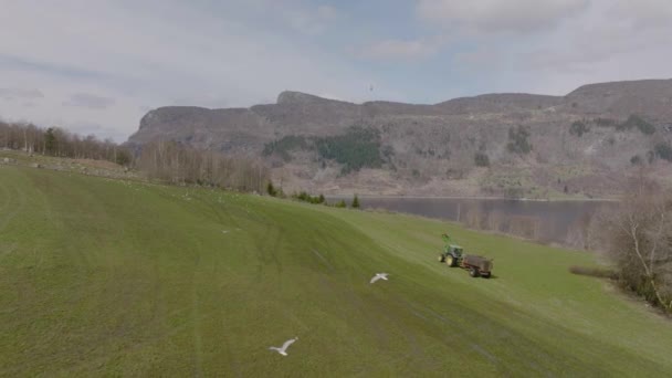 Drönare Som Flyger Över Flock Fåglar Till Traktor Som Kör — Stockvideo