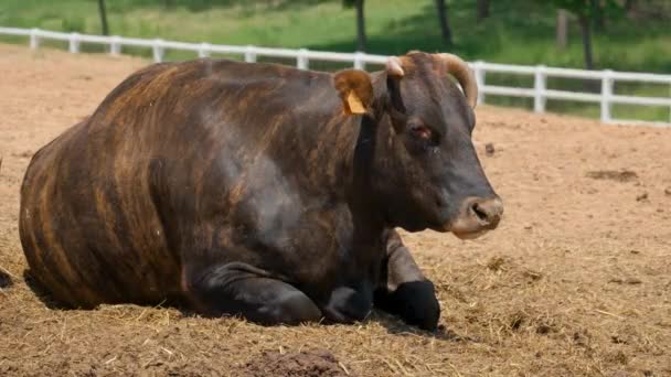 Hanwoo Bydło Leżące Ziemi Dzień Farmland — Wideo stockowe