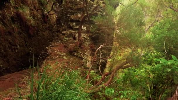 25の噴水の間に自然の風景と風景を通過するハイカーポルトガルのマデイラ島を歩く 持ち株式 — ストック動画