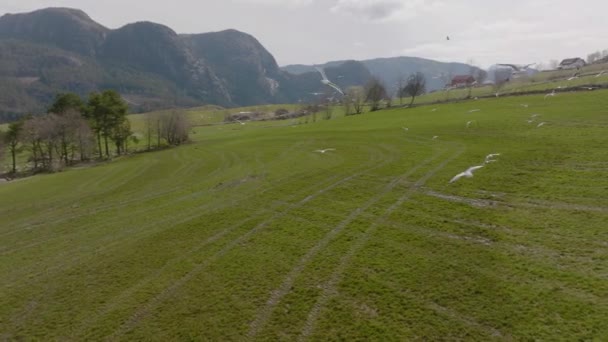 Hejno Racků Letících Proti Dronu Malebné Venkovské Oblasti Norsko Skandinávie — Stock video