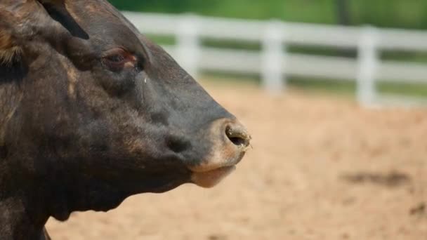 Hanwoo Ganado Chewing Hay Anseong Farmland Corea Del Sur Cerca — Vídeos de Stock