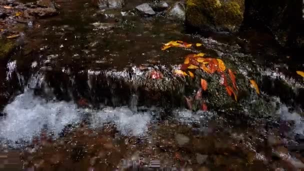 Поток Пресной Воды Ручье Левада Центра Острове Мэдисон Португалии Закрыть — стоковое видео