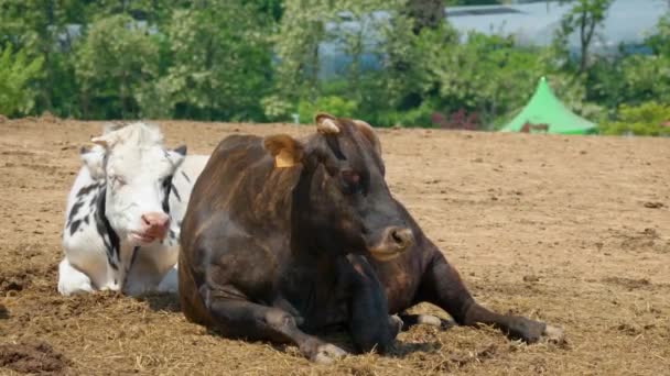 Ganado Lechero Toro Acostado Suelo Día Soleado Anseong Farmland Cerca — Vídeo de stock