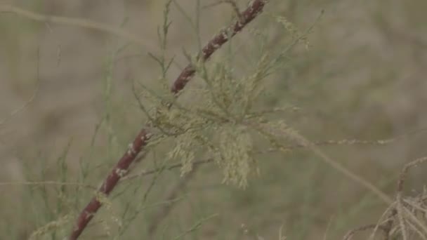 Primo Piano Una Piccola Pianta Cespugliosa Nel Deserto — Video Stock