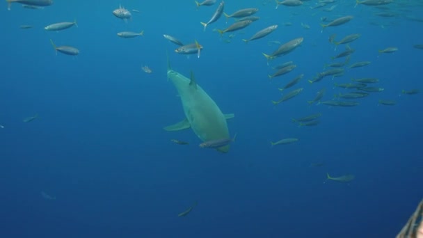 Grand Requin Blanc Approche Bas Rapproche Nage Cage Sur Île — Video