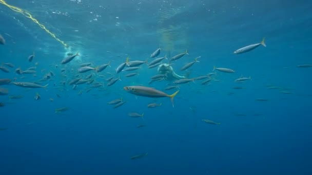 Great White Shark Acerca Cebo Vuelta Nada Mientras Bucea Isla — Vídeo de stock