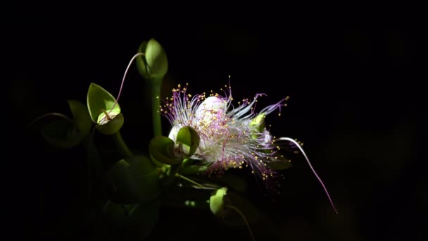 Barringtonia Asiatica Bloem Bloeien Nachts Zwarte Achtergrond Close — Stockvideo