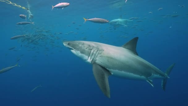 在墨西哥瓜达卢佩岛 两条大白鲨靠近鱼饵 靠近鱼笼 游过鱼笼 慢动作射击 — 图库视频影像