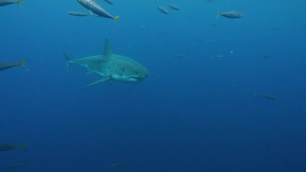 Büyük Beyaz Köpekbalığı Guadalupe Meksika Kafes Dalışı Yaparken Yavaşça Geçiyor — Stok video