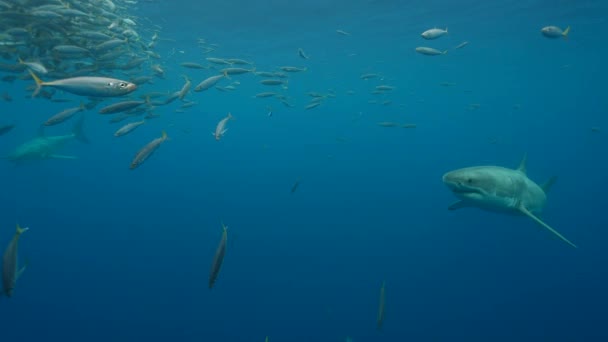 Slow Motion Shot Great White Shark Approaches Bait Getting Close — Stock Video