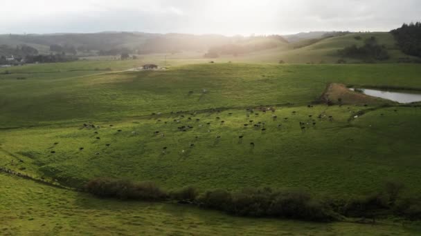 空中俯瞰着田园诗般的绿牛牧场 阳光普照在晨曦中 — 图库视频影像