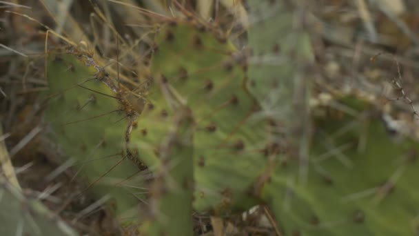 Makro Zavřít Pichlavý Hruškový Kaktus Poušti Zprava Doleva — Stock video