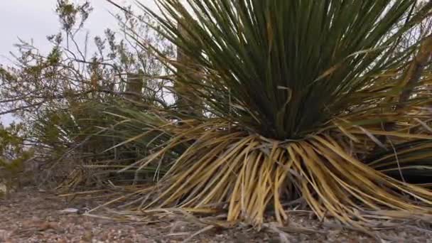 テキサス州西部のユッカサボテンの低角度ドリー — ストック動画
