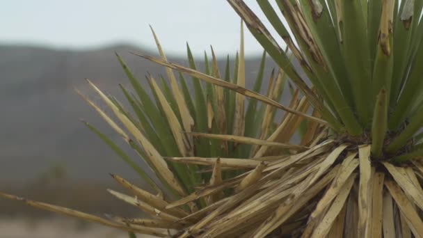 Закройте Горку Кактусе Yucca Западном Техасе — стоковое видео