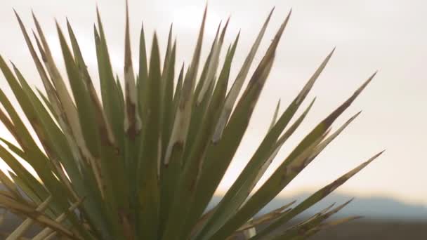 Длинные Линзы Скользят Растению Юкка Пустынными Горами Заднем Плане Сансет — стоковое видео