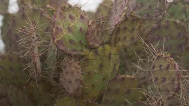 Κοντινό Πλάνο Dolly Για Prickly Αχλάδι Κάκτος Στην Έρημο Αριστερά — Αρχείο Βίντεο
