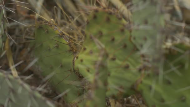 Makro Nahaufnahme Von Kaktusfeigenkakteen Der Wüste Von Links Nach Rechts — Stockvideo