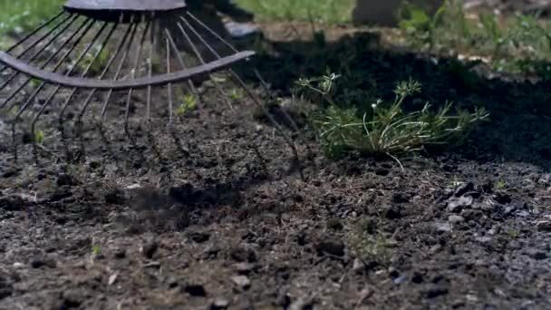 Roestige Hark Wordt Gebruikt Vuil Tuin Lage Hoek Schot Afgesloten — Stockvideo