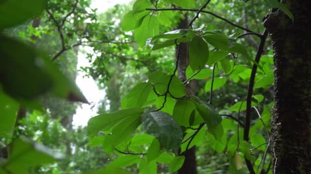 在森林里在下雨 — 图库视频影像