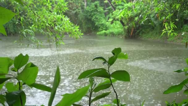 Está Chovendo Floresta — Vídeo de Stock