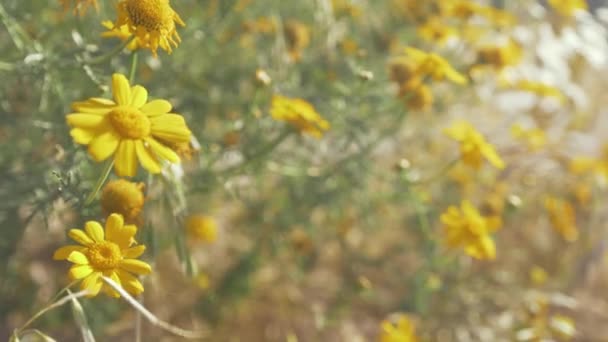 Alpine Hulsea Vibrante Amarelo Wildflower Soprando Vento — Vídeo de Stock