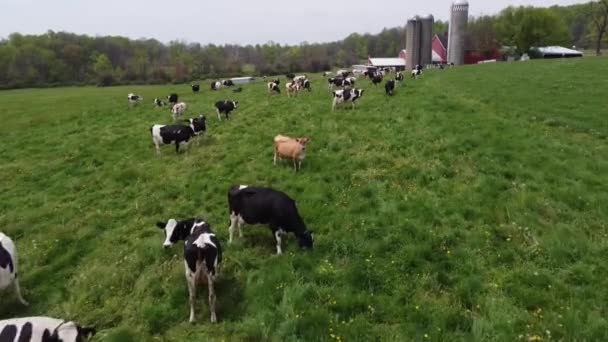 Αγροτικές Αγελάδες Χλοώδη Αγρό — Αρχείο Βίντεο