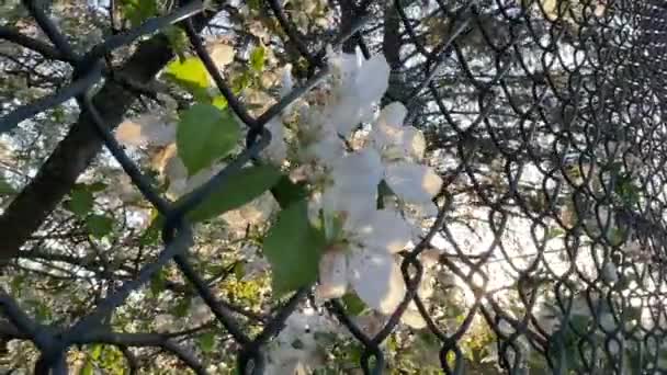 チェーンリンクフェンスを通して白い花 — ストック動画