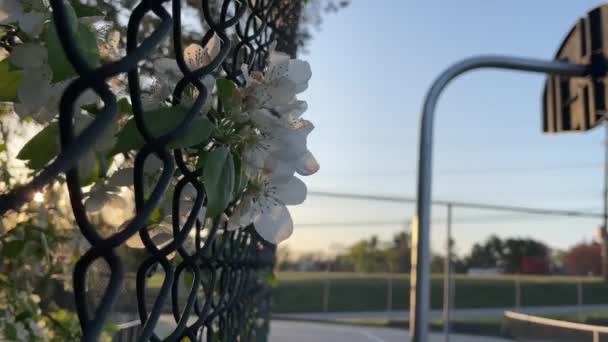 Białe Kwiaty Przez Łańcuch Link Ogrodzenia Boisko Koszykówki — Wideo stockowe