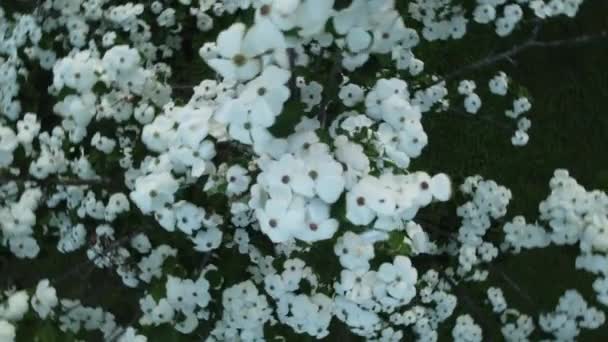 Bílé Květy Stromě Točení — Stock video