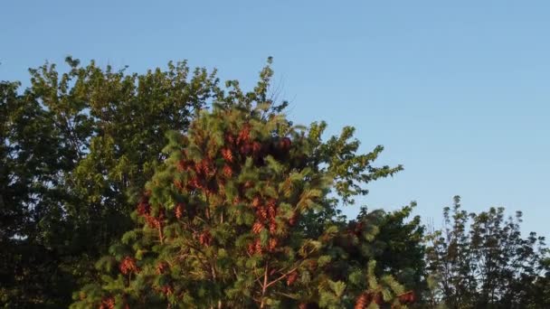 Pineconen Bovenop Een Dennenboom Het Bos — Stockvideo