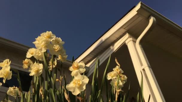 Würmer Blick Blumen Der Nähe Der Veranda Des Hauses — Stockvideo