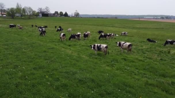 Αγροτικές Αγελάδες Χλοώδη Αγρό — Αρχείο Βίντεο