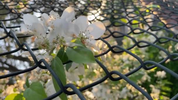 Vita Blommor Genom Kedja Länk Staket — Stockvideo