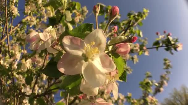 Λευκά Λουλούδια Στο Δέντρο Φυσώντας Στο Αεράκι — Αρχείο Βίντεο