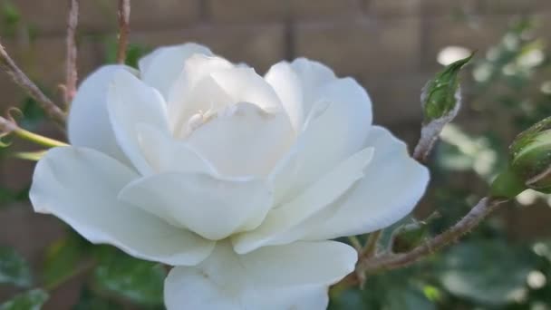 Rosa Bianca Fiore Primo Piano Nel Giardino Davanti Giardino — Video Stock