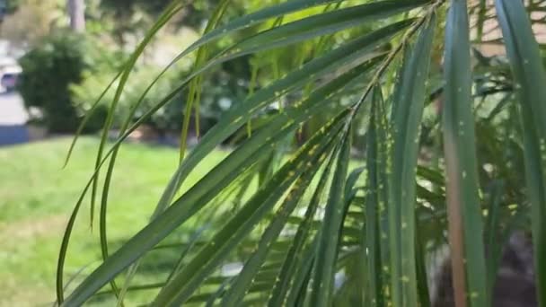 Majestad Palmera Jardín Jardín Plantas Primer Plano — Vídeos de Stock