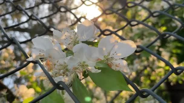 Witte Bloemen Door Ketting Link Hek — Stockvideo