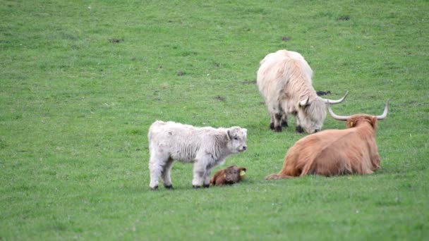 Family Two Highland Cows Two Calves Standing Sitting Grazing Lush — Stock Video