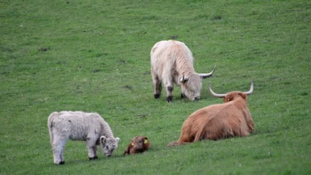 Static Footage Family Four Highland Cows Hanging Out Lush Green — Stock Video