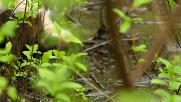 Pohled Přes Zelené Listí Hnědá Bílá Svlečený Skunk Pitná Voda — Stock video