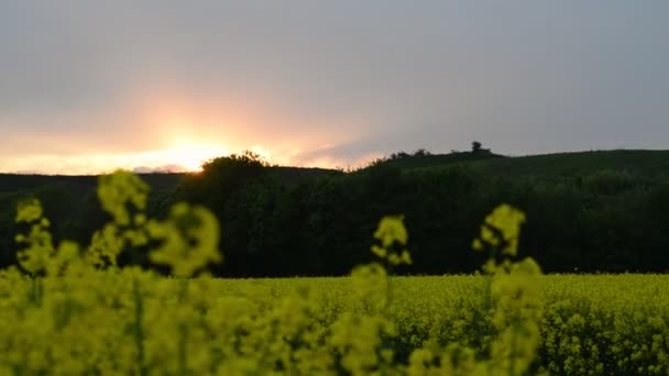 Die Abendsonne Hinter Den Rapsfeldern Und Den Saftigen Hügeln Hessens — Stockvideo