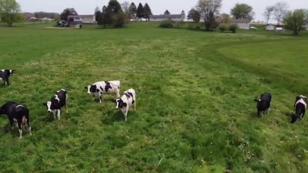 Kühe Auf Der Weide — Stockvideo