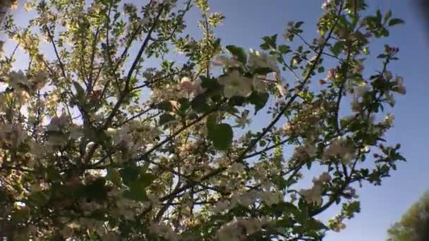 Flores Brancas Árvore Soprando Brisa — Vídeo de Stock